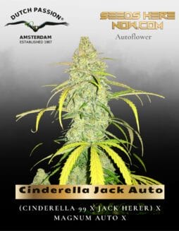 Cinderella Jack Auto (Feminized) (space) Dutch Passion