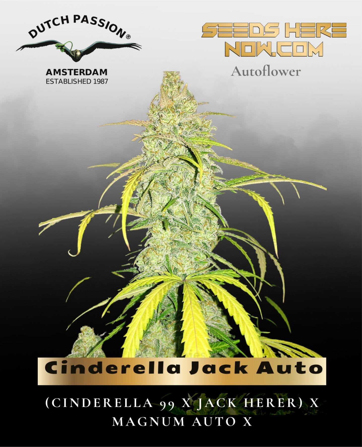 Cinderella Jack Auto (Feminized) - Dutch Passion