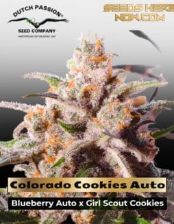 Colorado Cookies Auto (Feminized) (space) Dutch Passion