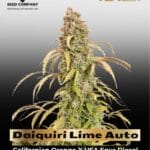 Daiquiri Lime Auto (Feminized) - Dutch Passion