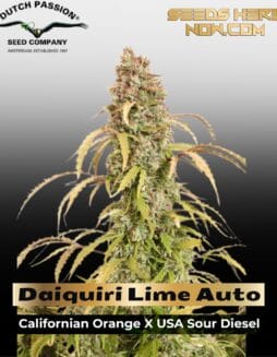 Daiquiri Lime Auto (Feminized) (space) Dutch Passion