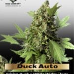 Duck Auto (Feminized) - Dutch Passion