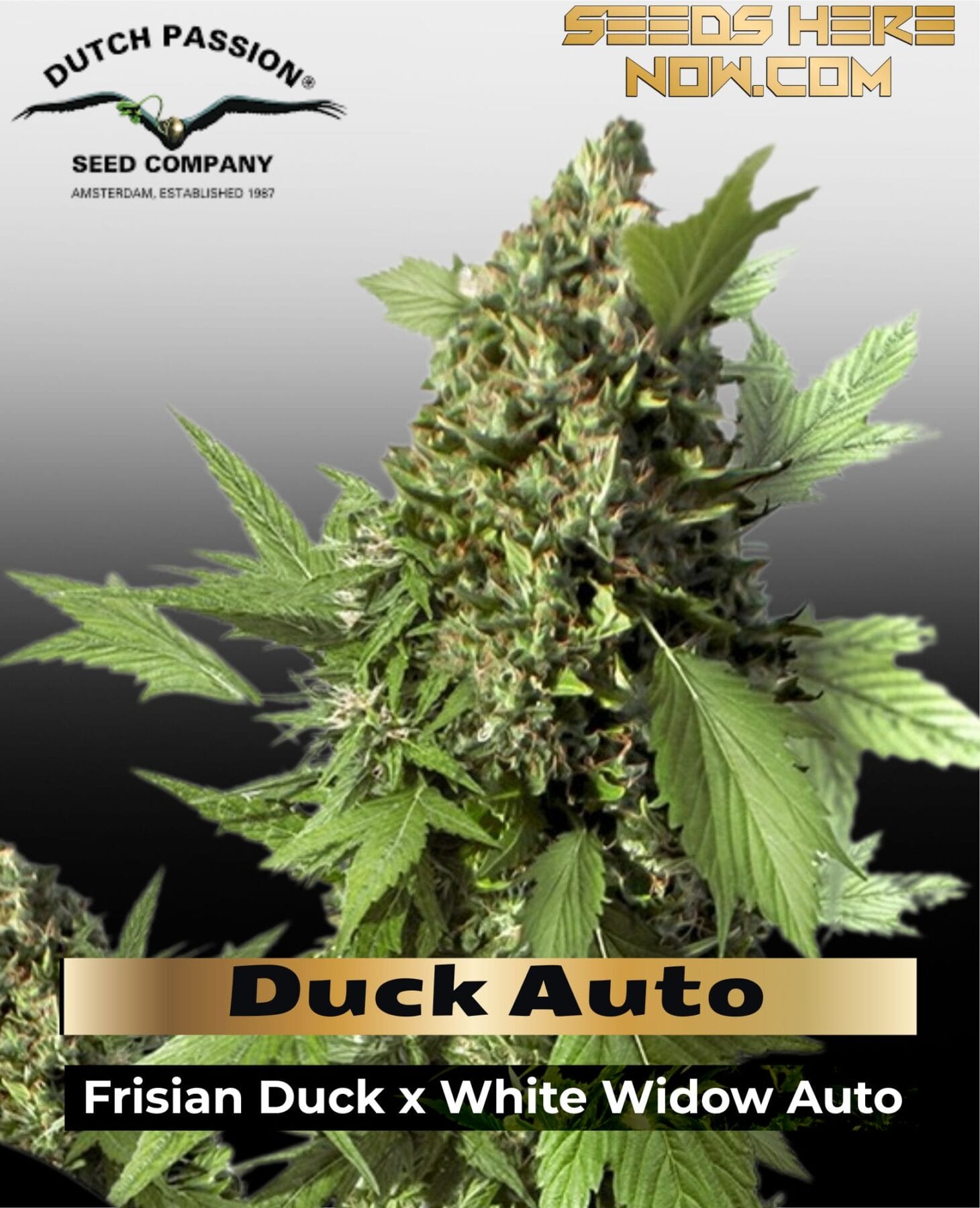 Duck Auto (Feminized) - Dutch Passion