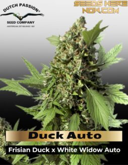 Duck Auto (Feminized) (space) Dutch Passion