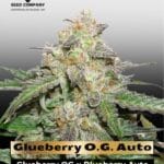 Glueberry O.G. Auto (Feminized) - Dutch Passion