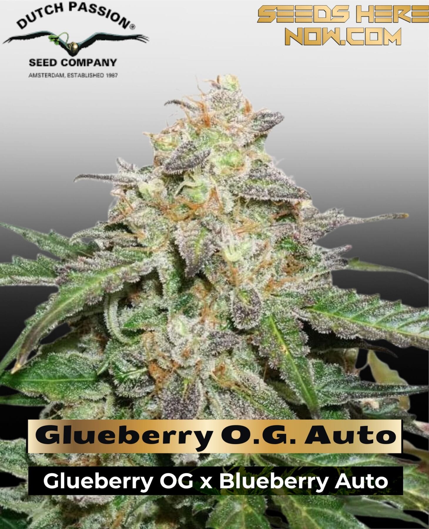 Glueberry O.G. Auto (Feminized) - Dutch Passion