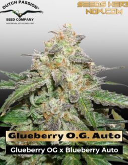 Glueberry O.G. Auto (Feminized) (space) Dutch Passion