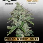 Night Queen Auto (Feminized) - Dutch Passion