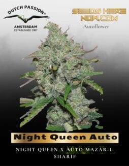 Night Queen Auto (Feminized) (space) Dutch Passion