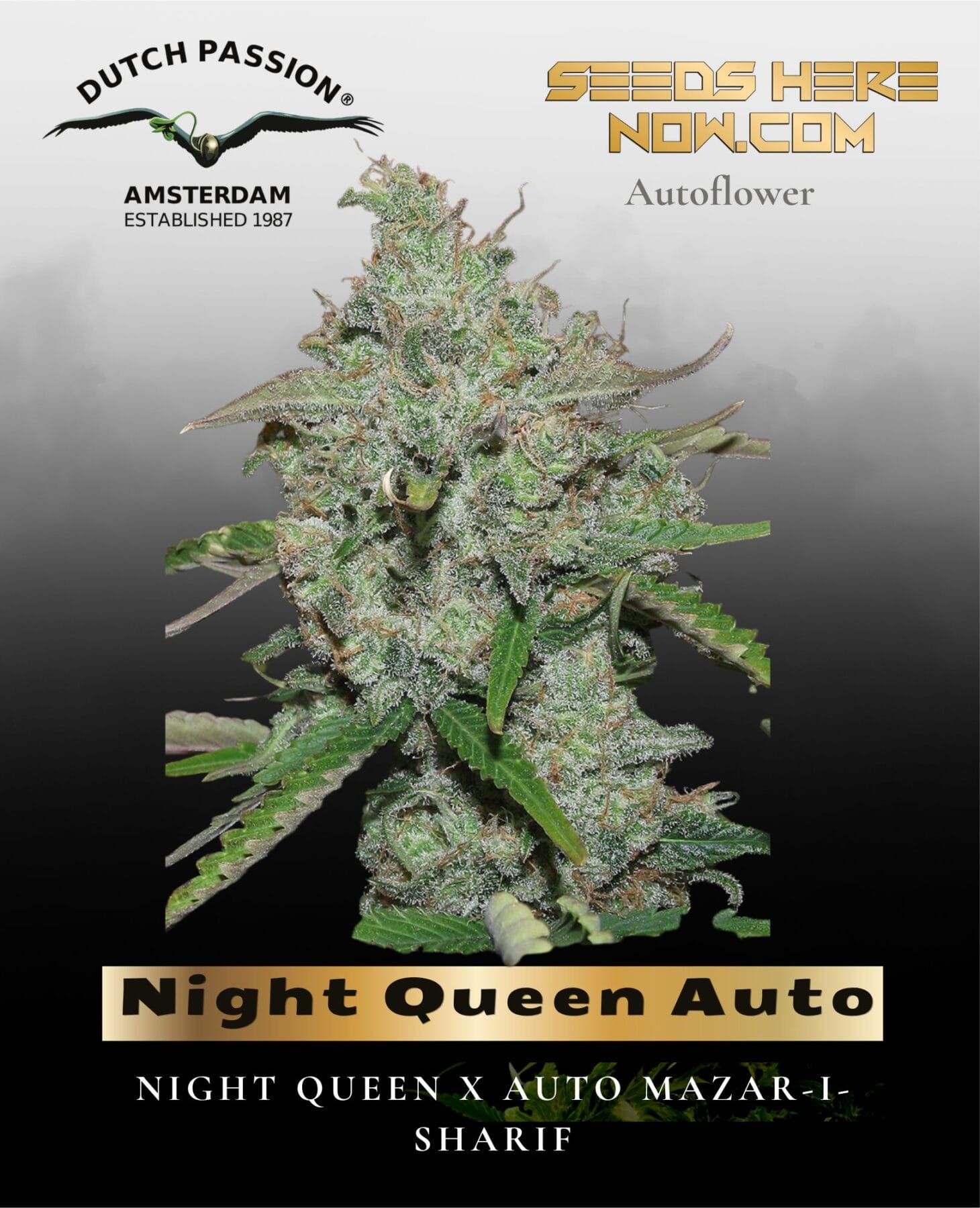 Night Queen Auto (Feminized) - Dutch Passion