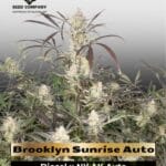 Brooklyn Sunrise Auto (Feminized) - Dutch Passion