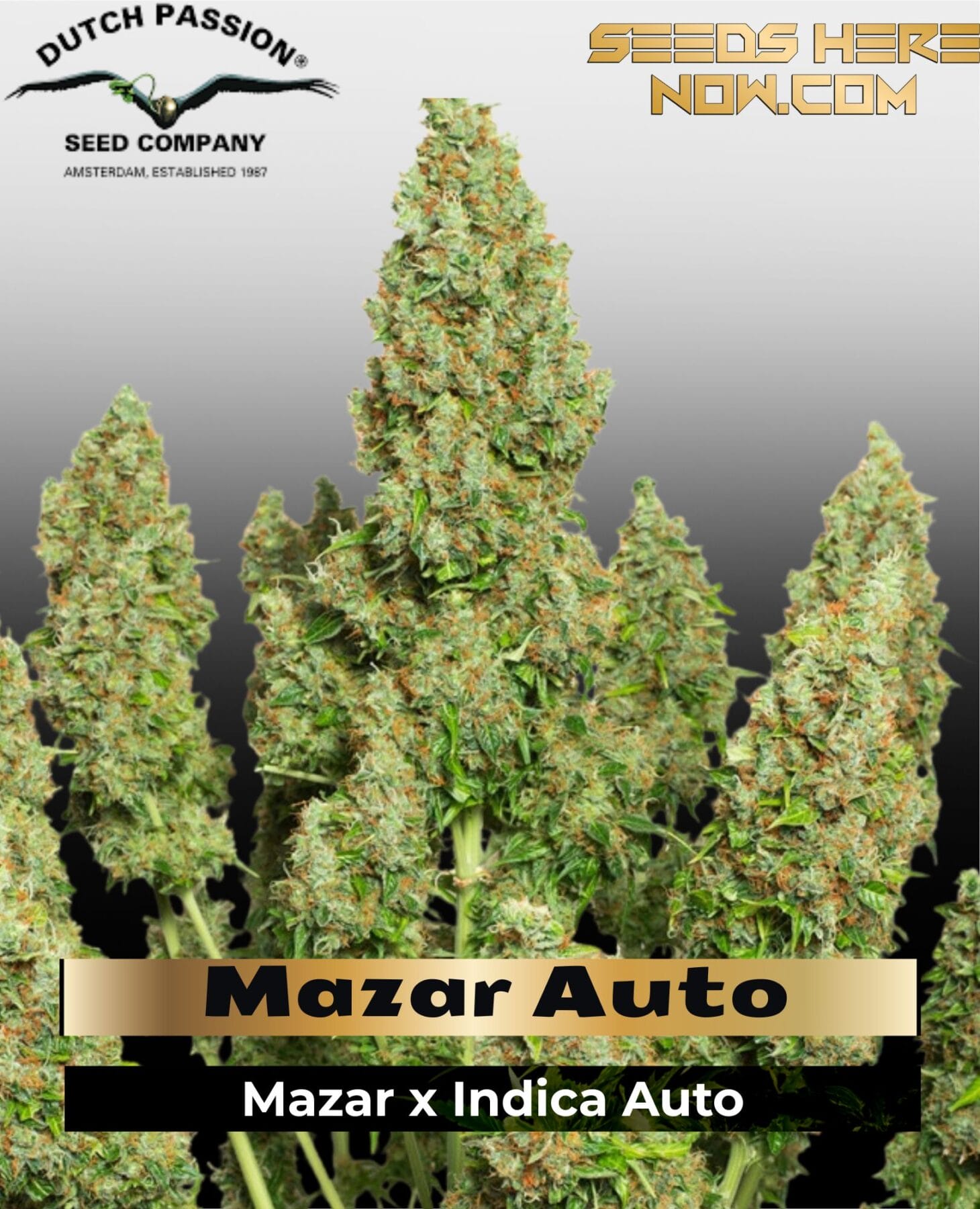 Mazar Auto (Feminized) - Dutch Passion