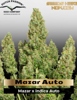 Mazar Auto (Feminized) (space) Dutch Passion