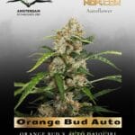 Orange Bud Auto (Feminized) - Dutch Passion