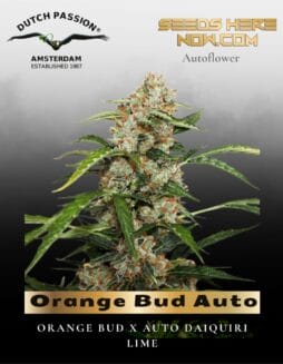 Orange Bud Auto (Feminized) (space) Dutch Passion