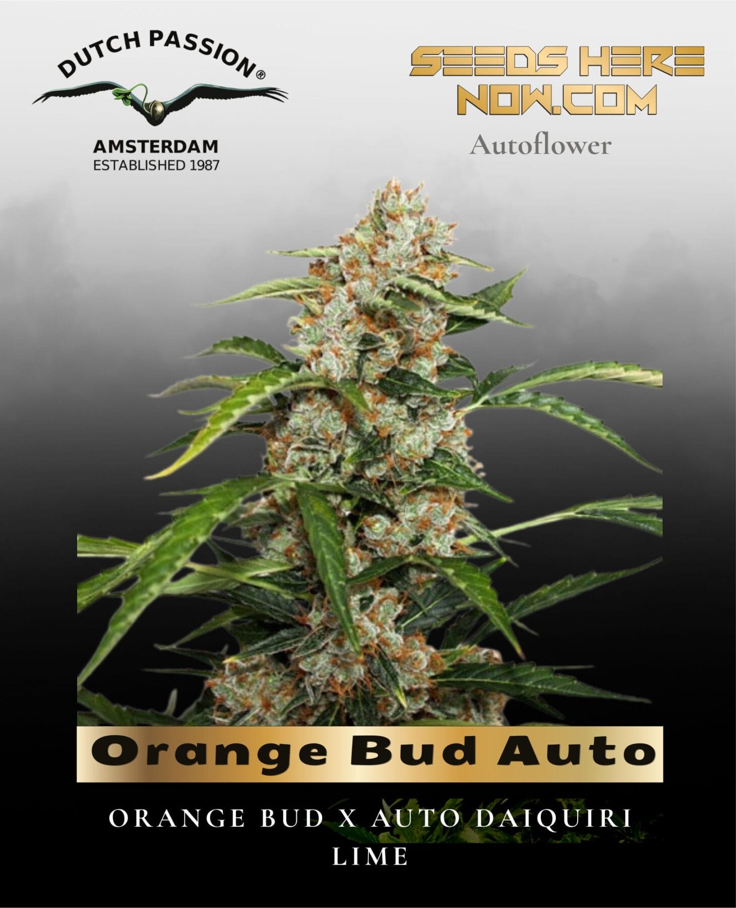 Orange Bud Auto (Feminized) - Dutch Passion