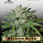 Xtreme Auto (Feminized) - Dutch Passion