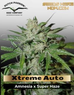Xtreme Auto (Feminized) (space) Dutch Passion