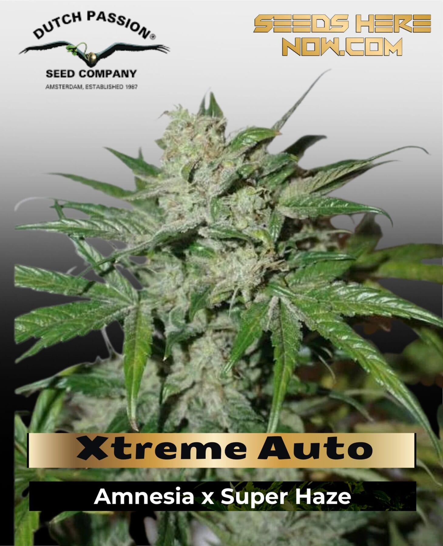 Xtreme Auto (Feminized) - Dutch Passion