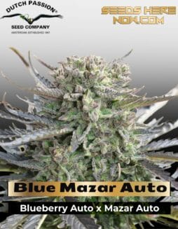 Blue Mazar Auto (Feminized) (space) Dutch Passion
