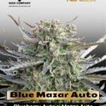 Blue Mazar Auto (Feminized) - Dutch Passion