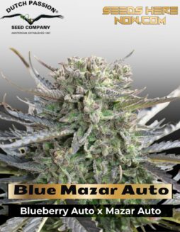 Blue Mazar Auto (Feminized) (space) Dutch Passion
