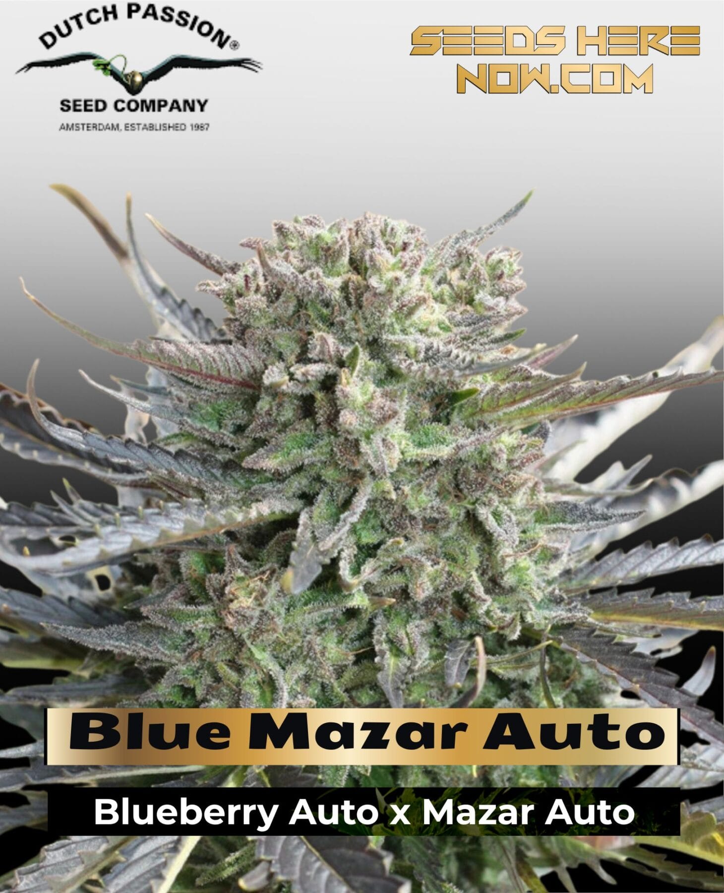 Blue Mazar Auto (Feminized) - Dutch Passion
