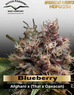 Blueberry (Feminized) (space) Dutch Passion