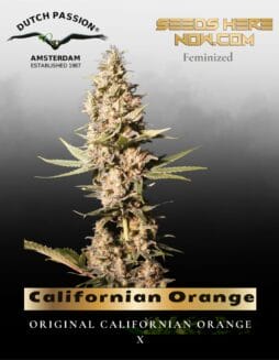 Californian Orange (Feminized) (space) Dutch Passion