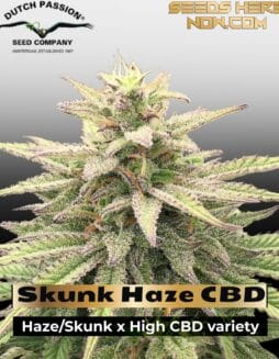 Skunk Haze CBD (Feminized) (space) Dutch Passion