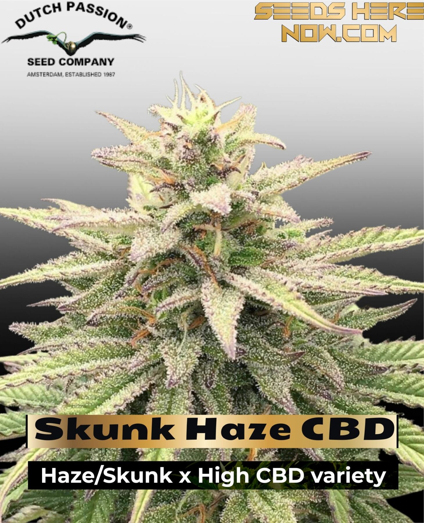 Skunk Haze CBD (Feminized) - Dutch Passion