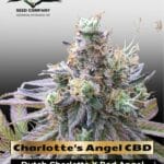Charlotte's Angel CBD (Feminized) - Dutch Passion