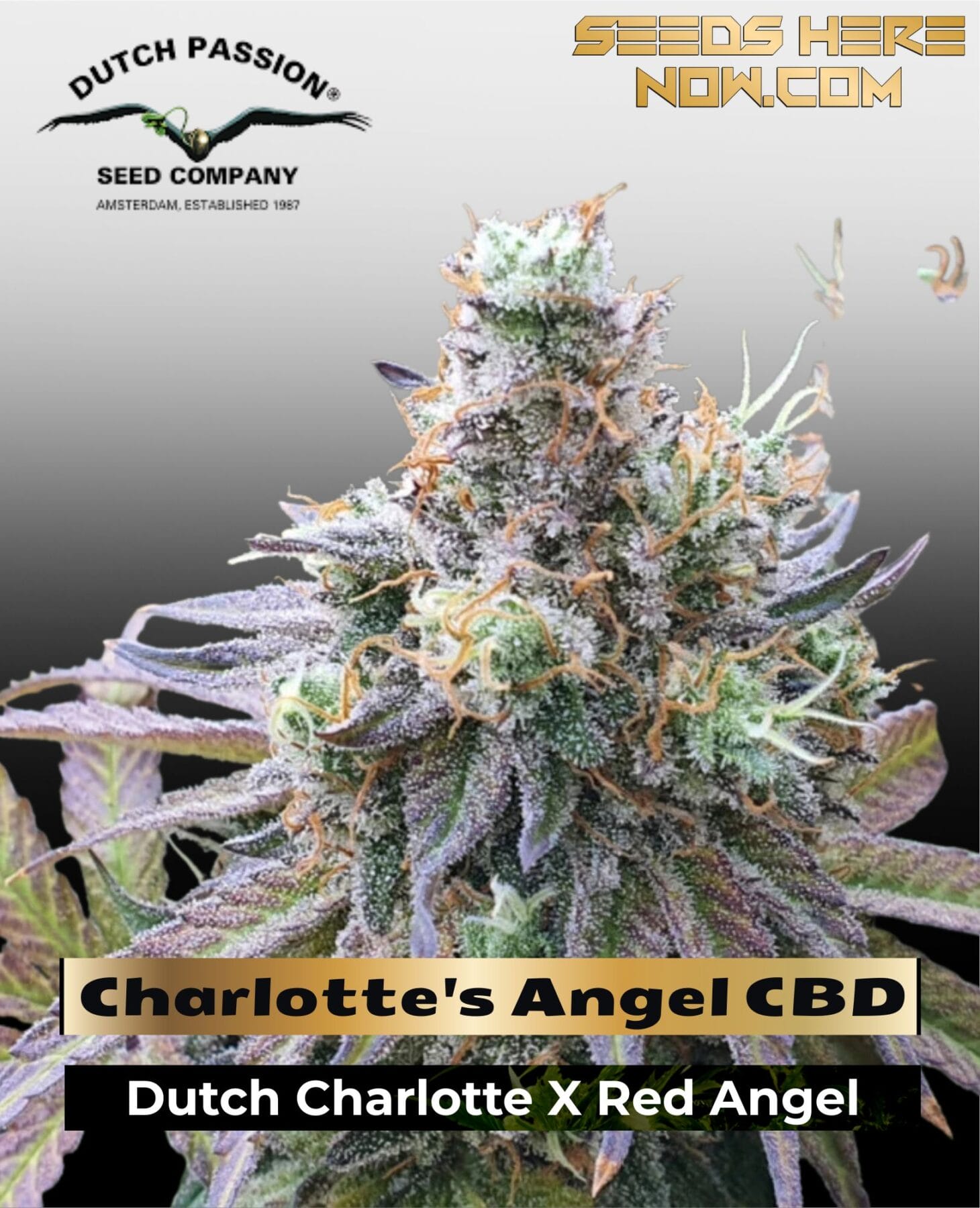Charlotte's Angel CBD (Feminized) - Dutch Passion