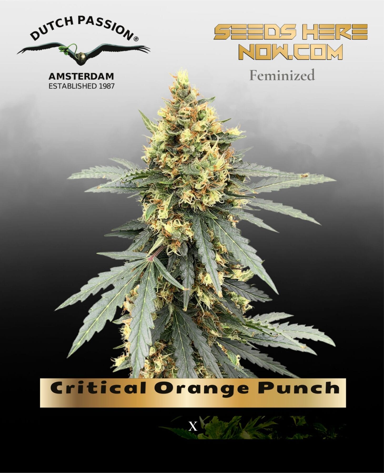 Critical Orange Punch (Feminized) - Dutch Passion