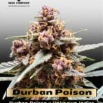 Durban Poison (Feminized) - Dutch Passion
