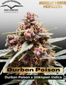 Durban Poison Feminized Seeds (space) Dutch Passion