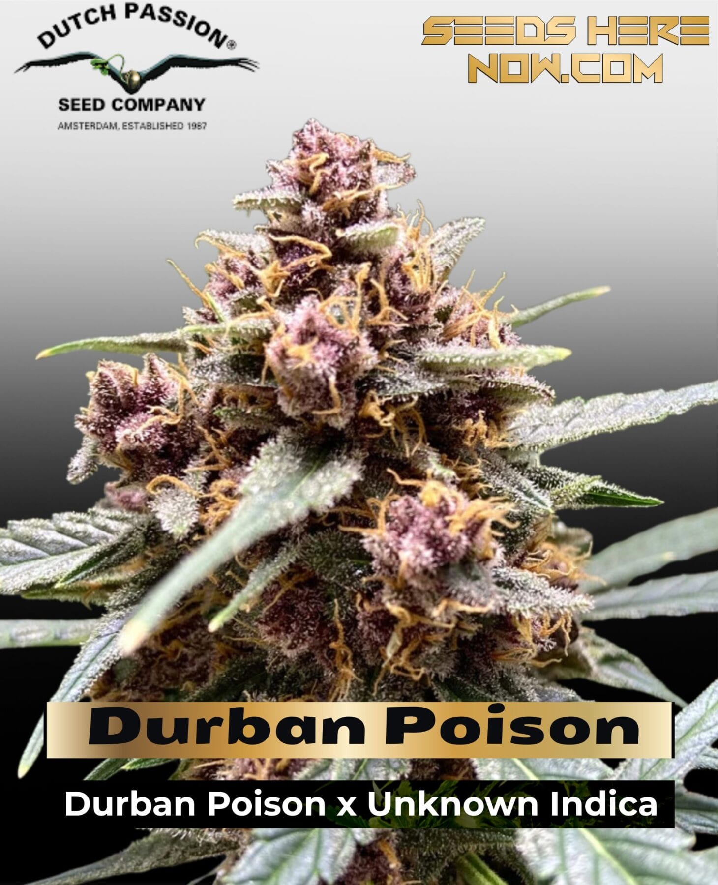 Durban Poison Feminized Seeds - Dutch Passion