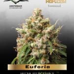 Euforia (Feminized) - Dutch Passion