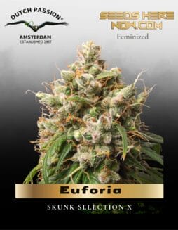 Euforia (Feminized) (space) Dutch Passion