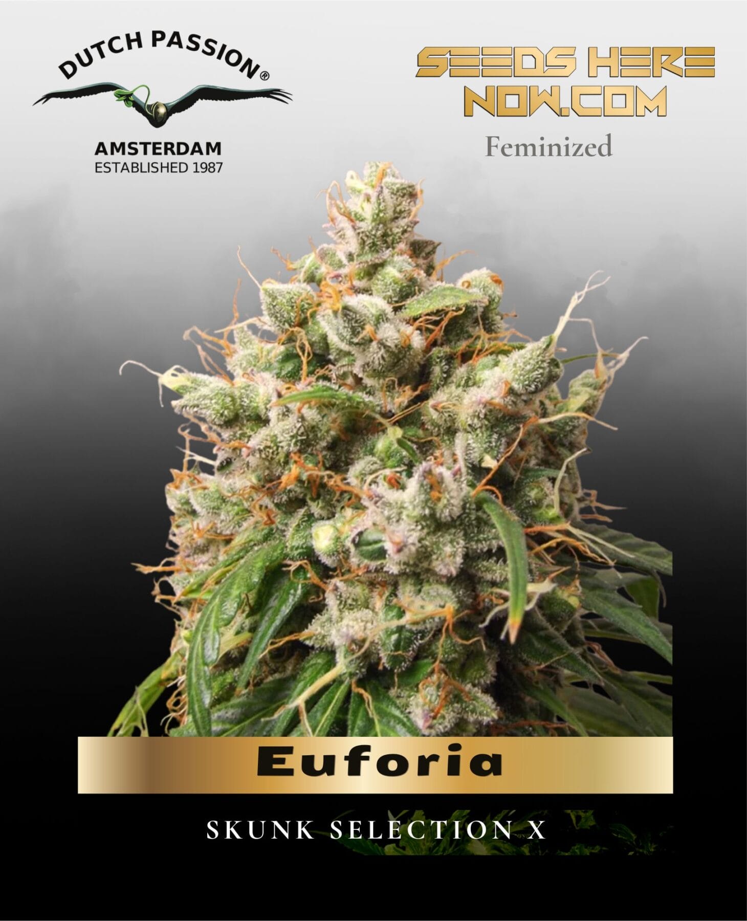 Euforia (Feminized) - Dutch Passion