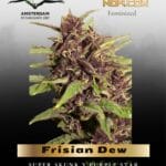 Frisian Dew (Feminized) - Dutch Passion