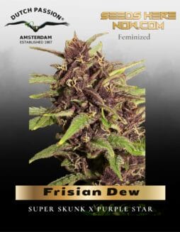 Frisian Dew (Feminized) (space) Dutch Passion