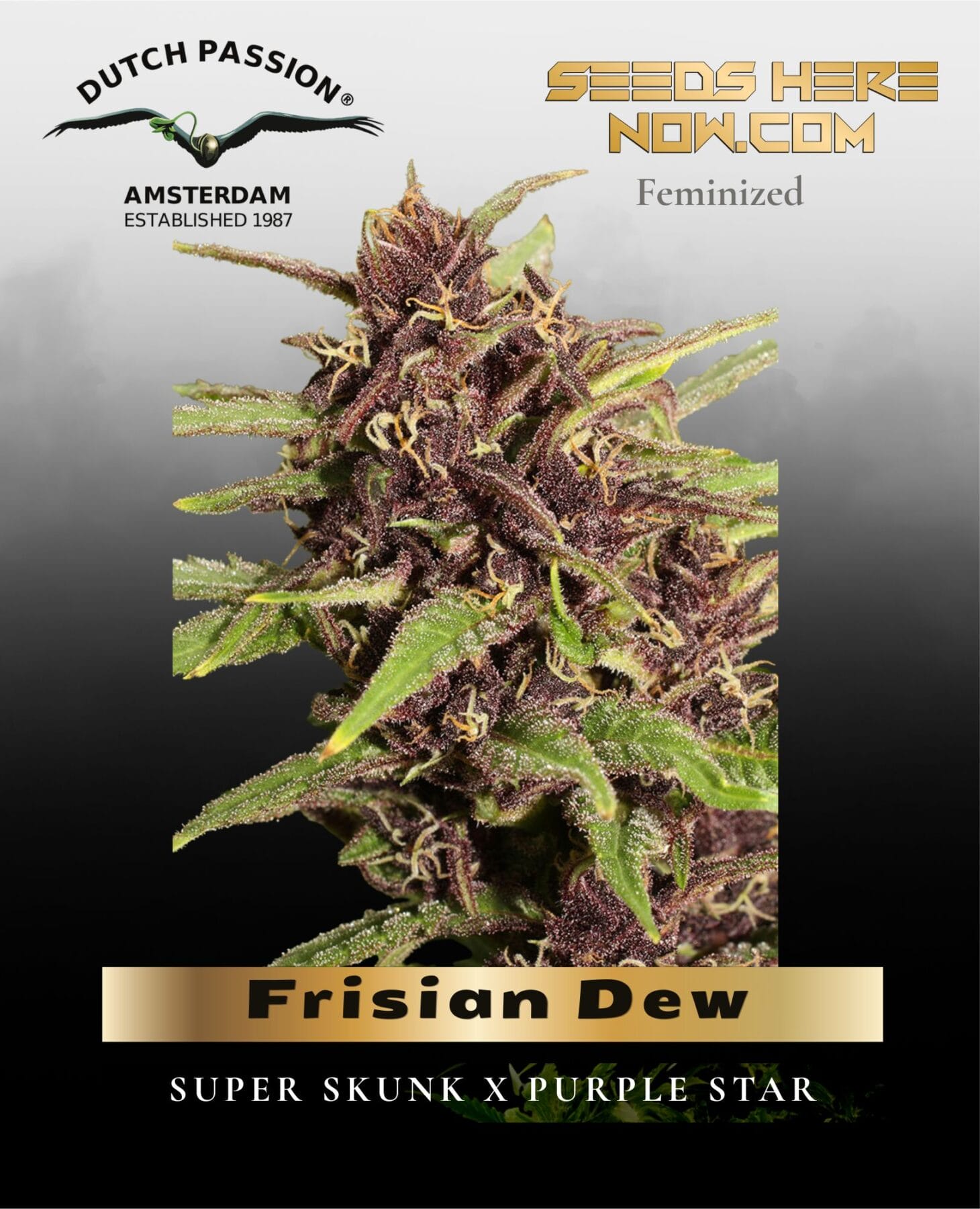 Frisian Dew (Feminized) - Dutch Passion