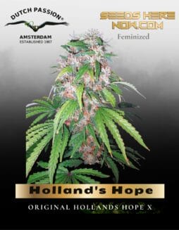 Holland's Hope Feminized Seeds (space) Dutch Passion
