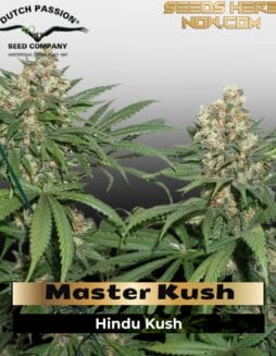 Master Kush (Feminized) (space) Dutch Passion