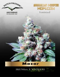 Mazar (Feminized) (space) Dutch Passion