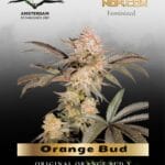 Orange Bud (Feminized) - Dutch Passion