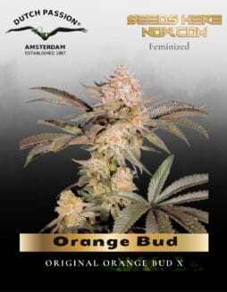 Orange Bud (Feminized) (space) Dutch Passion