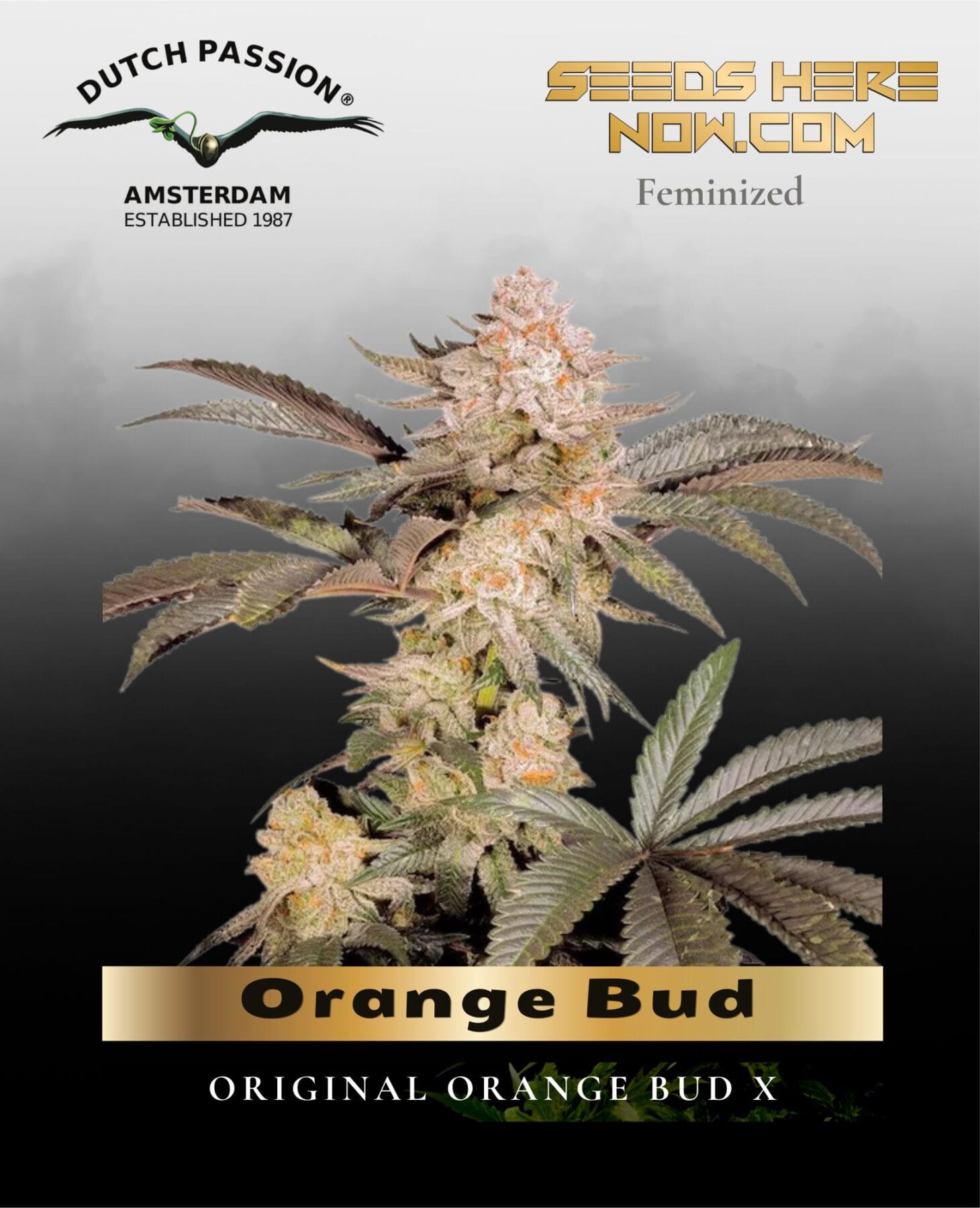 Orange Bud (Feminized) - Dutch Passion