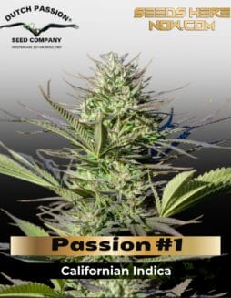Passion #1 (Feminized) (space) Dutch Passion